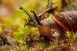 Escargot