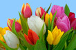 Frischer Tulpenstrauss mit Tau
