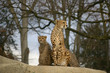 cheetah mother
