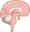 Human Brain