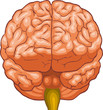 Human Brain