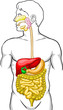 Digestive System
