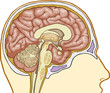Human Brain Human Brain