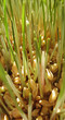 Tall Wheat Sprouts Tall Wheat Sprouts