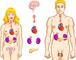 Endocrine System