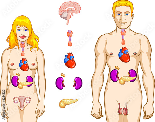 Illustration: Endocrine System Endocrine System