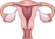 Female Reproduction System