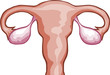 Female Reproduction System