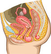 Female Reproduction System