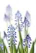 hyacinth