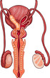 Male Reproduction System