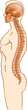 Spine