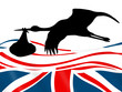 cicogna inglese