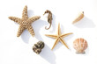 Seestern und Muscheln