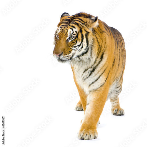 Photo: Tiger walking in front of a white background. Tiger walking in front of a white background.
