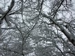 snow cover