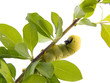 chenille
