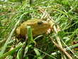 frog in a grass 