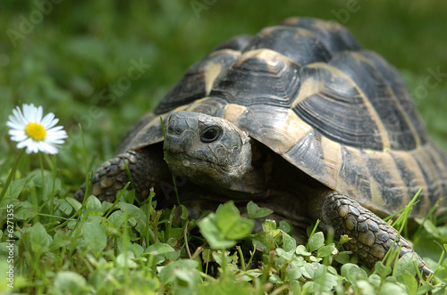 Foto: Griechische Landschildkröte Griechische Landschildkröte