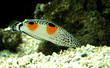 Photo en ligne au meilleur prix poisson labre