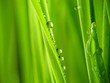Close-up of fresh green straws with water drops