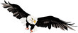 bald eagle vector file