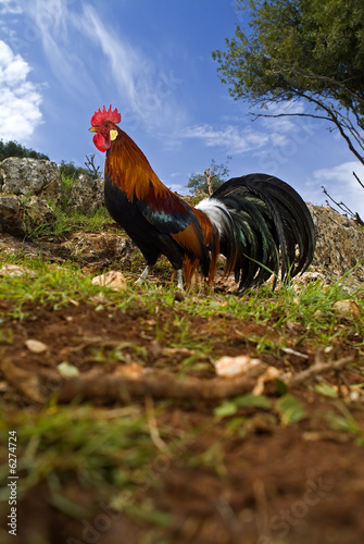 Photo: free range rooster in a field with blue sky free range rooster in a field with blue sky