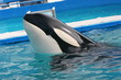 WHALE SWIMMING