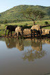 Elephants drinking water at a waterhole