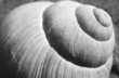 Photo en ligne au meilleur prix coquille escargot
