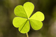 Close up of clover leaf