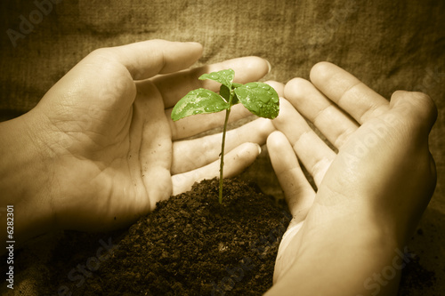 Foto: Female hands protecting a new green life. Female hands protecting a new green life.