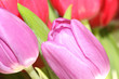 Tulpen