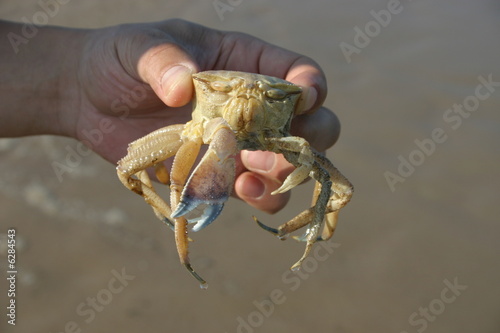 Photo: crab in hand crab in hand