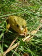 frog in a grass