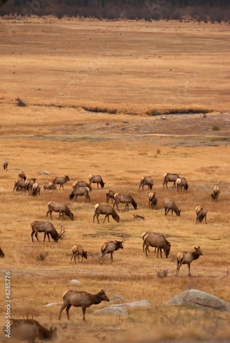 Photo: Elk grazing Elk grazing