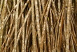 mangrove martinique mangrove martinique
