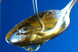 Photo: honey in spoon 02 honey in spoon 02