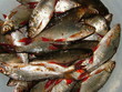 uncooked fish