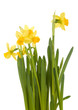 Yellow daffodils on white