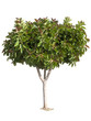 Rubber tree. Producer of latex.