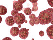 virus2