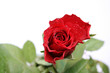 rote rose