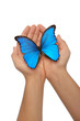 Hands holding a blue butterfly against a white background Hands holding a blue butterfly against a white background