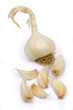 Garlic bulb and cloves on white