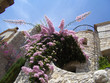 Bougainvillier dans une ruelle à Eze Bougainvillier dans une ruelle à Eze