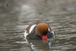 Nette rousse