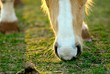 Horses nose sniffing out the grass