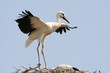 Storch