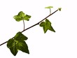 efeu